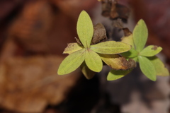 Polygala senega