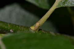 Macropsis viridinervis