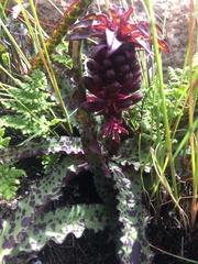 Eucomis vandermerwei