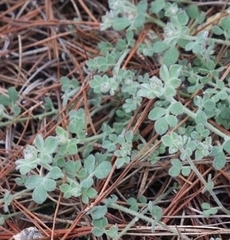Acmispon heermannii orbicularis