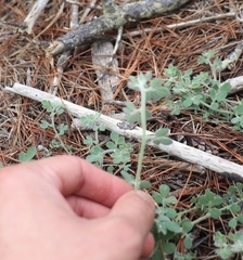 Acmispon heermannii orbicularis