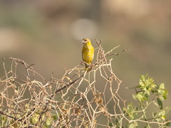Ploceus cucullatus