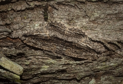 Scioglyptis canescaria