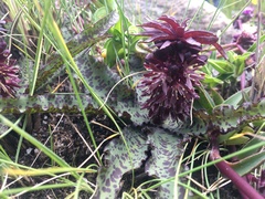 Eucomis vandermerwei