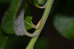 Macropsis viridinervis