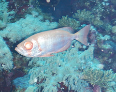 Priacanthus