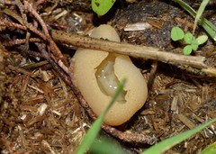 Peziza fimeti