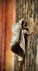 Bombycopsis nigrovittata