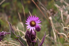 Senecio formosoides