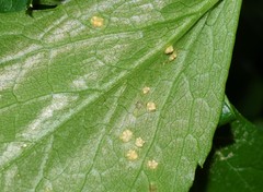 Puccinia smyrnii