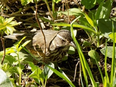 Turdus iliacus
