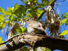 Turdus iliacus