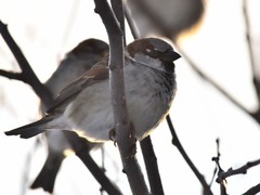 Passer domesticus