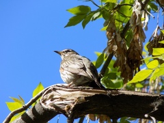 Turdus iliacus