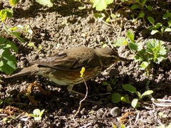 Turdus iliacus