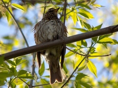 Turdus iliacus
