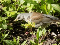 Turdus pilaris