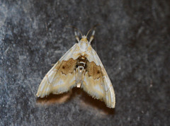 Lipocosma sicalis