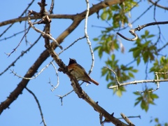 Phoenicurus phoenicurus