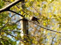 Phoenicurus phoenicurus