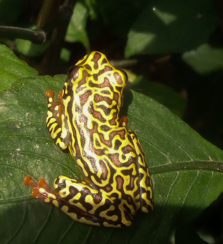Riggenbach's Reed Frog