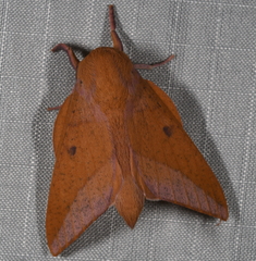 Adeloneivaia apicalis