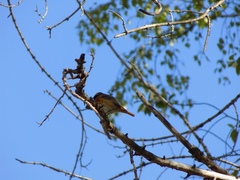 Phoenicurus phoenicurus