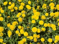 Taraxacum officinale