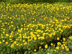 Taraxacum officinale