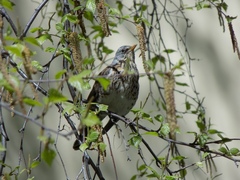 Turdus pilaris