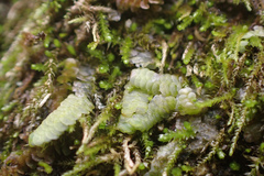 Cheilolejeunea clypeata