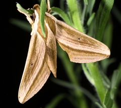 Xylophanes isaon