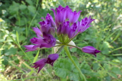 Allium peninsulare