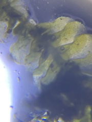 Cheilolejeunea clypeata