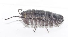 Armadillidium peraccae