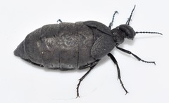 Meloe mediterraneus