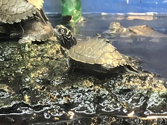 Graptemys pseudogeographica