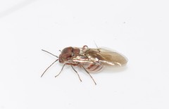 Andricus turcicus