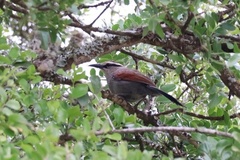 Tchagra tchagra caffrariae