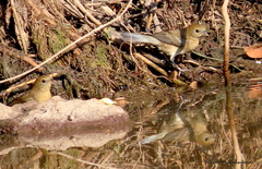 Passerina versicolor