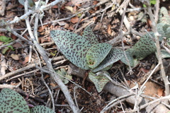 Ledebouria ensifolia