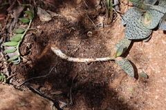 Ledebouria ensifolia