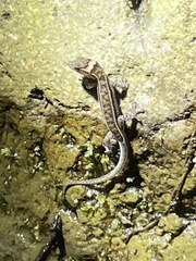 Lepidoblepharis xanthostigma