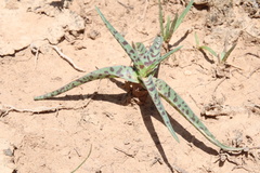 Ledebouria ensifolia