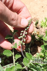 Ledebouria ensifolia
