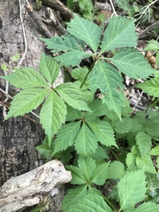 Parthenocissus quinquefolia
