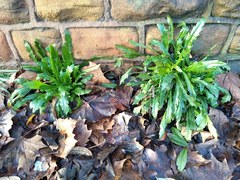 Erigeron floribundus