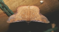 Cryptochrostis suppulchraria