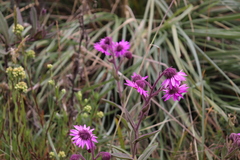 Senecio formosoides