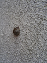 Otala lactea